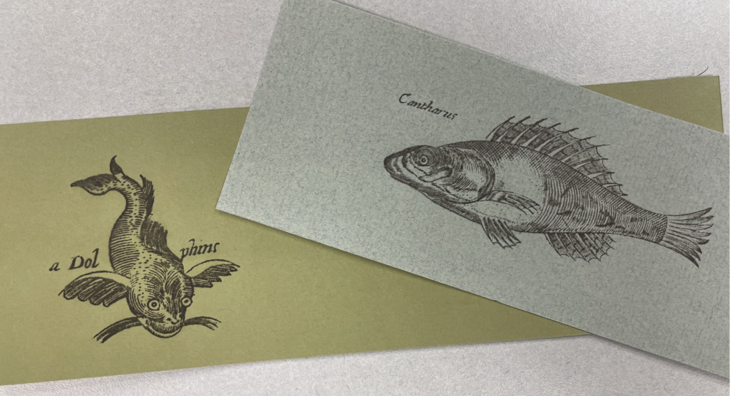Two Citri-Solv transfer prints of vintage fish illustrations on colored paper—one shows a wide-eyed fish with outstretched fins and handwritten labeling, while the other depicts a more realistic spiny-backed fish rendered in fine engraved lines.
